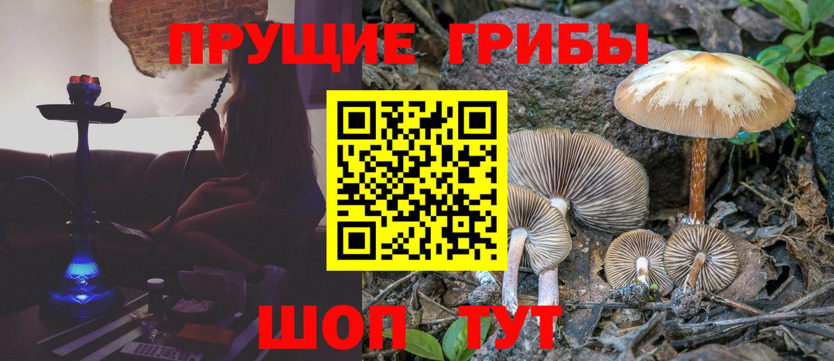 Северобайкальск  Псилоцибиновые грибы GOLDEN TEACHER  Вход с VPN 